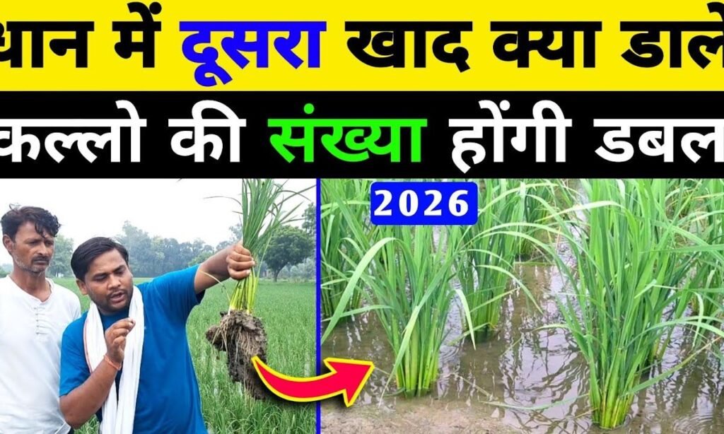 धान मे 2 चीज डालो 50 - 60 कल्ले हो जायेंगे / dhan me dusra khad kya dale