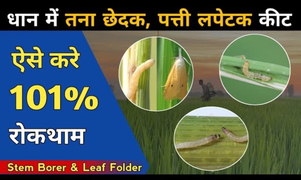 धान में तना छेदक, पत्ता लपेट की दवा। धान में तना छेदक । dhan me patta