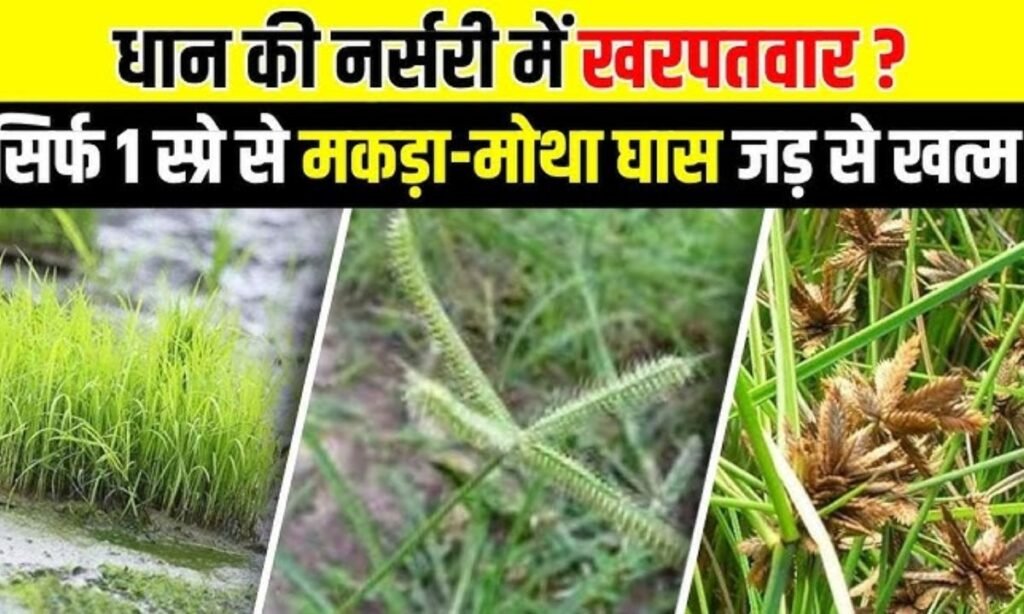 धान जैसा दिखने वाला खरपतवार 😱 पहचान और नियंत्रण