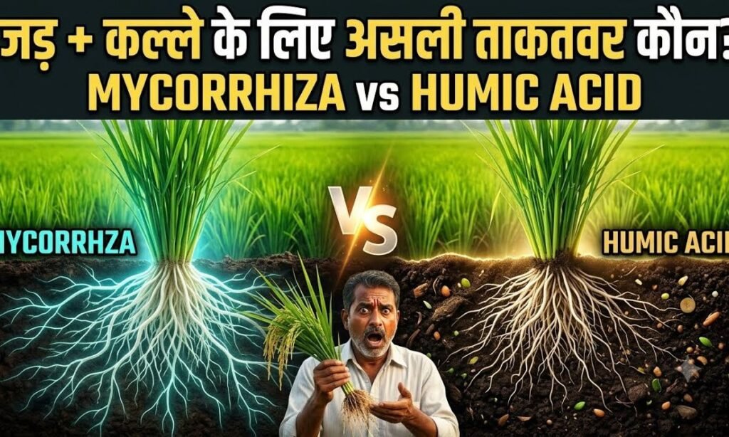 Humic Acid vs Mycorrhiza: दोनों में से
