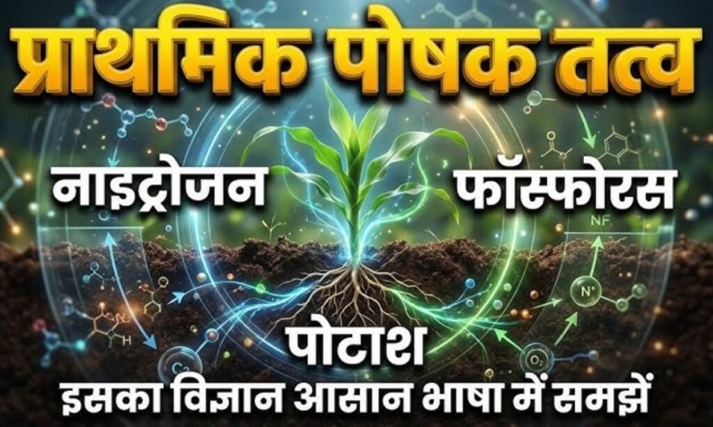 प्राथमिक पोषक तत्व: नाइट्रोजन, फास्फोरस और पोटाश का