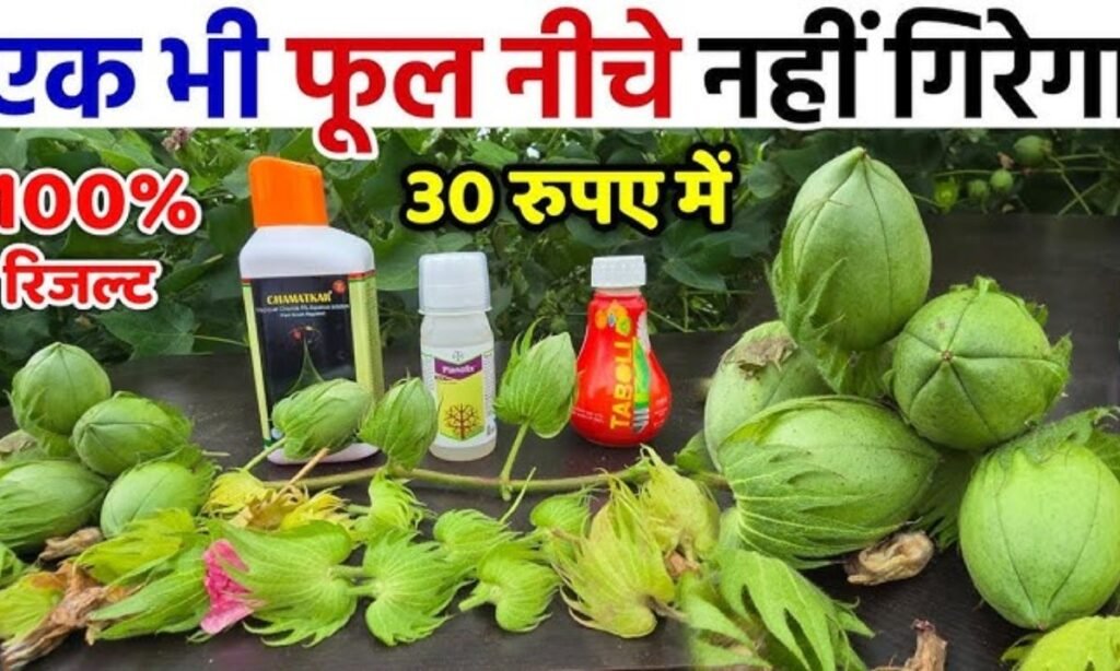 कपास में फूल झड़ रहे हैं? जानिए असली कारण और 100% समाधान! Kapas Ful
