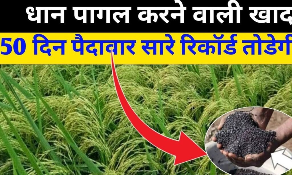 धान पागल करने वाली खाद 50 दिन बाद डाल दो पैदावार सारे रिकॉर्ड तोड़ेगी || Dhan