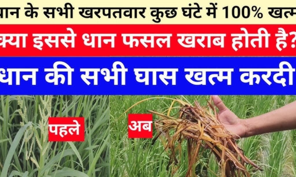धान के सभी खरपतवार 100% खत्म कुछ घंटे में//धान फसल खराब होती है क्या इससे//सभी घास खत्म धान में से