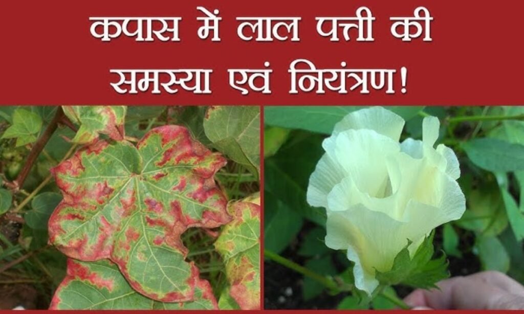 कपास के पत्ते लाल क्यों होते हैं? असली कारण Thrips या Jassids? | Cotton Red Leaf