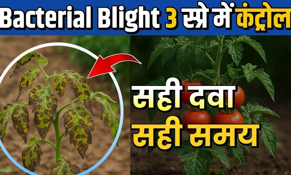 Bacterial blight of tomato | टमाटर की फसल में Bacterial Blight 3 स्प्रे में कंट्रोल