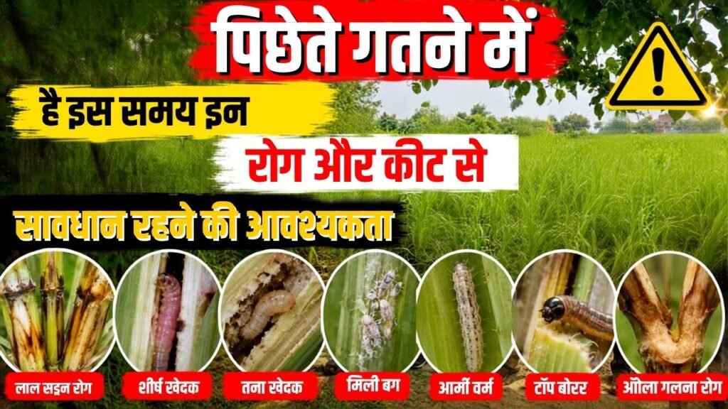 Sugarcane Crop