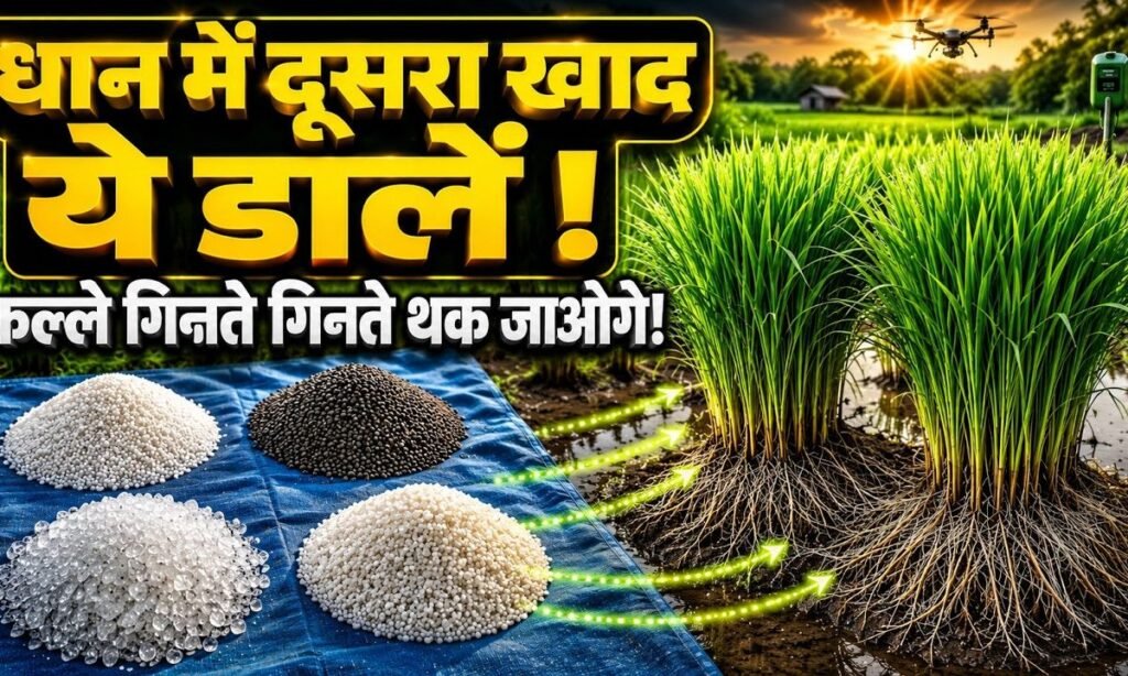 धान में दूसरा खाद डालने का सही समय! यही फॉर्मूला देगा