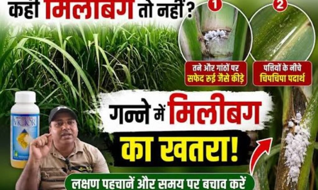 बरसात ओर उमस गन्ने में आने वाला है भयंकर रोग। Ganne me