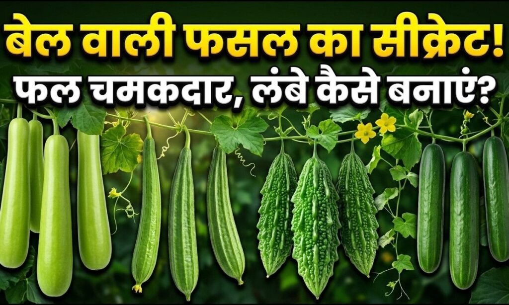 बेल वाली सब्जियों के फल सीधे, लंबे और चमकदार कैसे बनाएं? बोरॉन