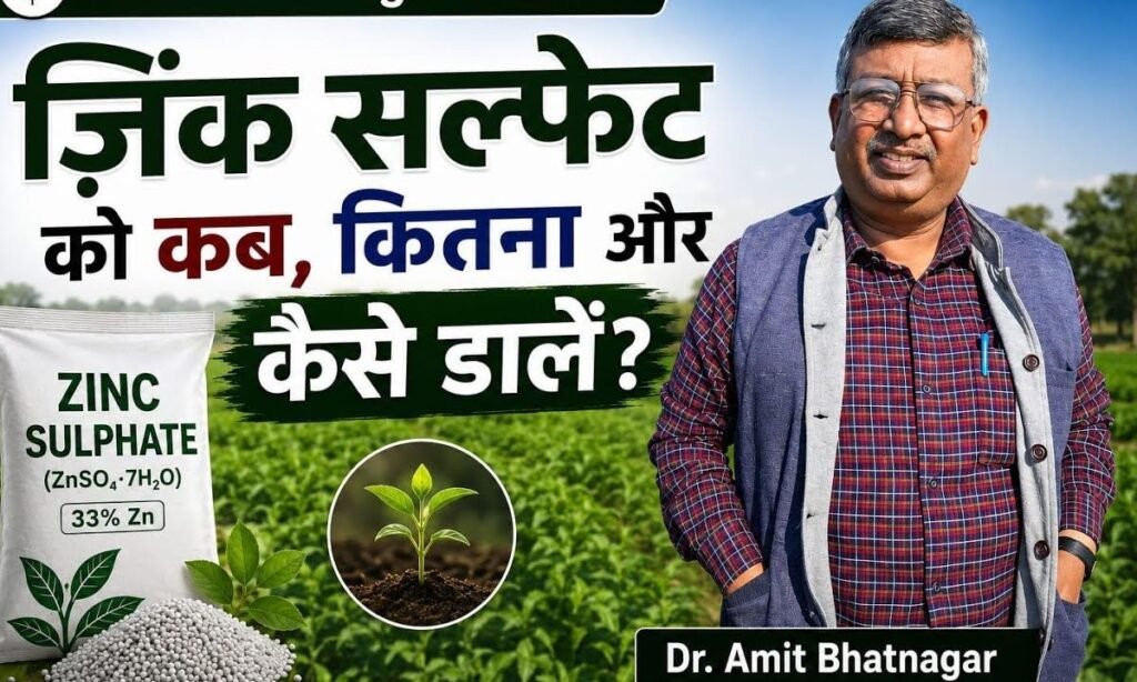 जिंक सल्फ़ेट काे कब, कितना और कैसे डालें