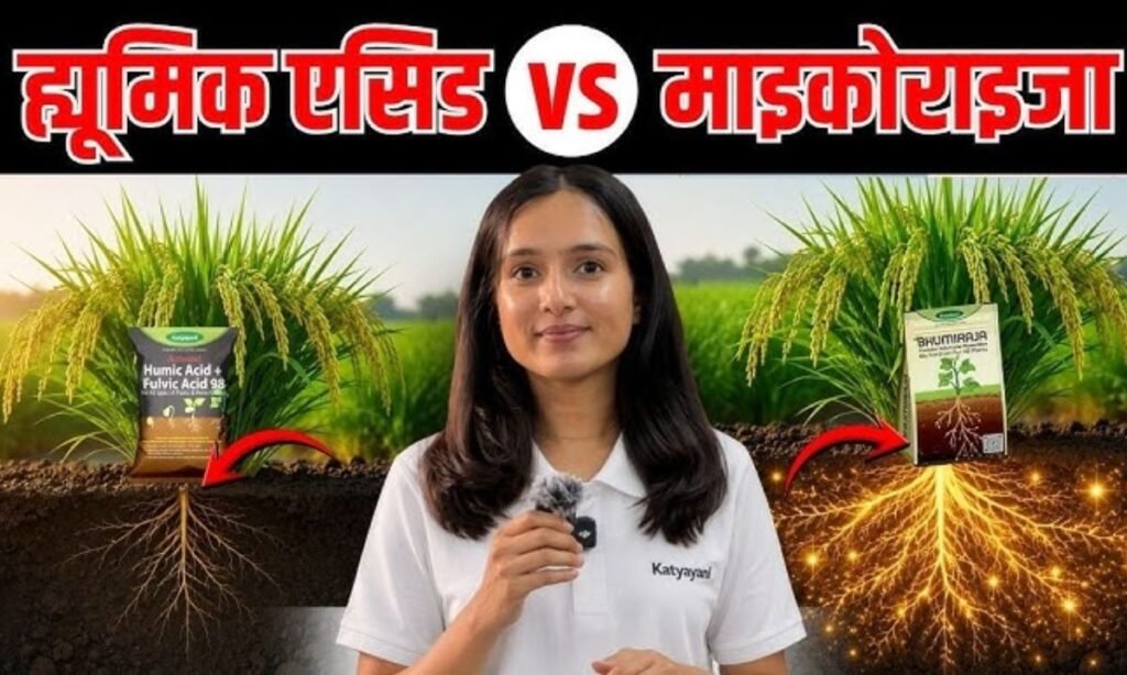 हूमिक एसिड और माइकोराइजा में क्या अंतर है? | Humic Acid vs Mycorrhiza | 90%