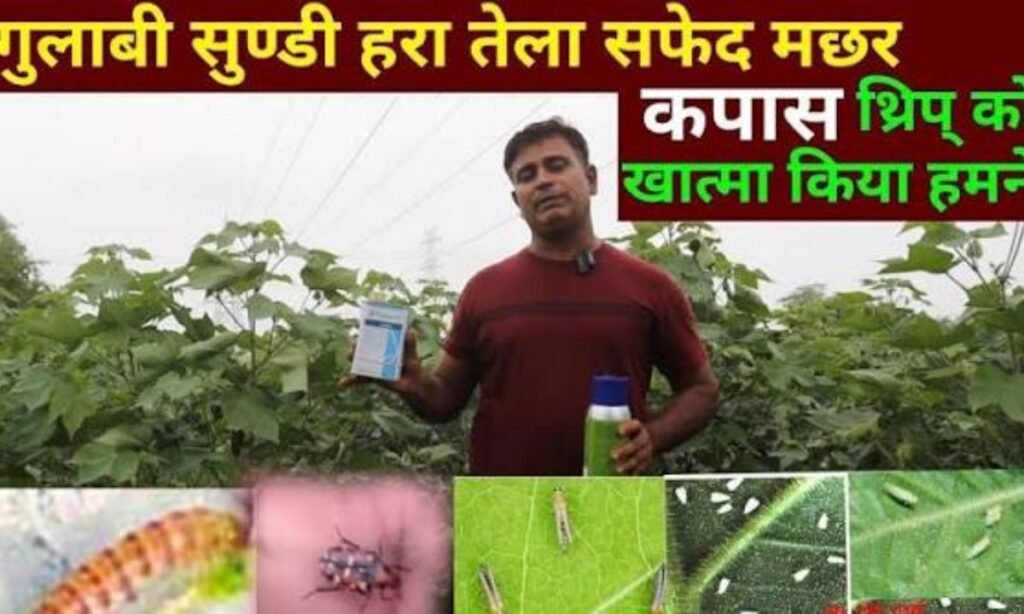 कपास मे गुलाबी सुंडी 🪱 सफ़ेद मक्खी तेला थ्रीप खत्म //kapas me spray