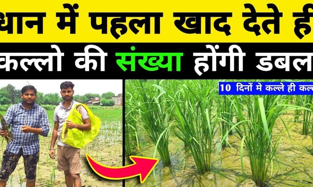 धानकी पहली खाद मे कब और क्या दे? Dhan main kalle kaise
