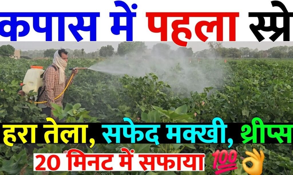 कपास में पहला स्प्रे | हरा तेला सफेद मक्खी, थ्रिप्स का 20 मिनट में सफाया | kapas