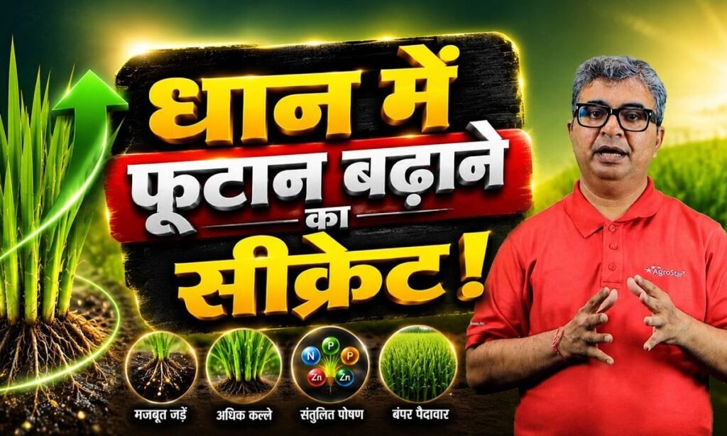 When and what fertilizer to apply first in paddy farming? | How to increase
