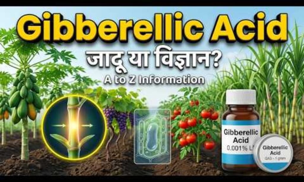 Gibberellic Acid क्या है, कैसे काम करता है और कितनी मात्रा डालें?