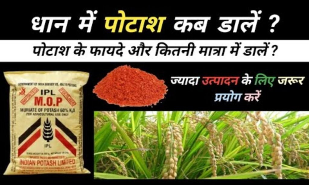 धान में पोटाश डालते ही होंगे ये 5 बड़े बदलाव | Dhan me Potash kab or kaise dale?