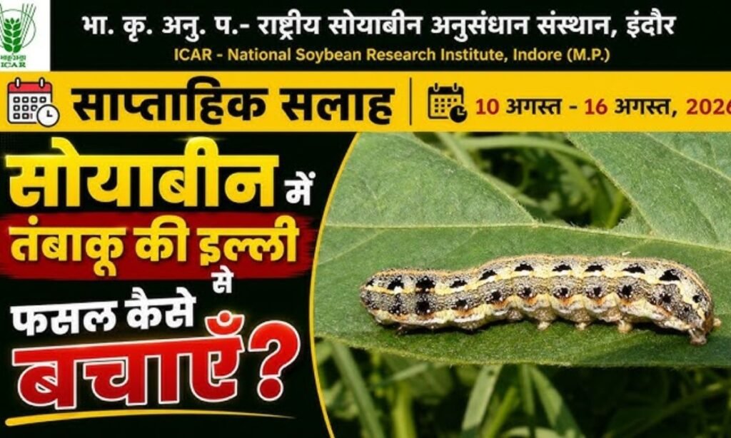 सोयाबीन में तंबाकू की इल्ली सेफसल कैसे बचाएँ? 10 अगस्त - 16 अगस्त 2026