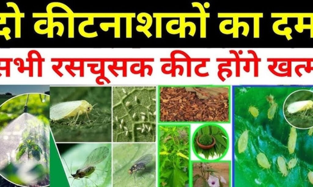 रस चूसक कीटों से फसल बर्बाद हो रही है? जानिए एक ऐसा आसान स्प्रे जिससे सफेद मक्खी,