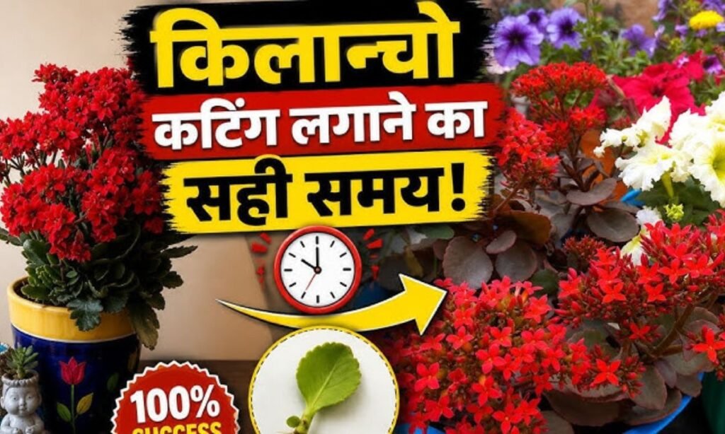 किलान्चो कटिंग लगाने का सही समय!""1 कटिंग = 10 नए पौधे""100% Success