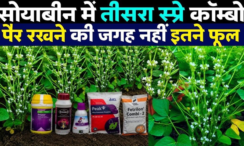 When to do the third spray on soybean?🌱Right spray for flowers and pods in 40–50 day