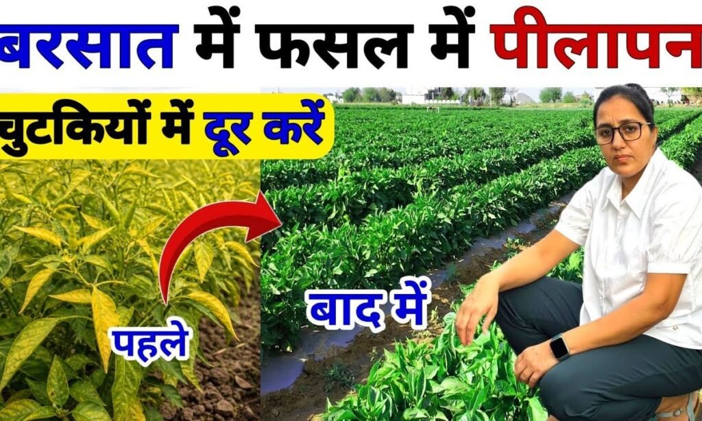 बारिश में फसल का पीलापन ! 24 घंटे में होगा गायब ?😱 Root Rot | Pest-Disease या Nutrient