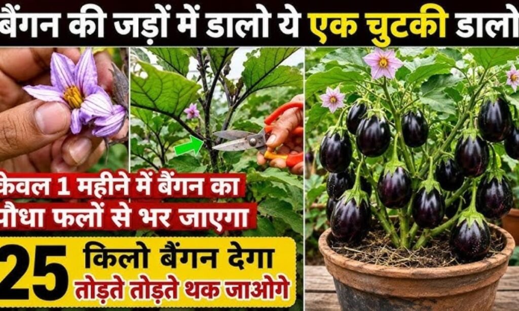 एक एक पौधे से 10- 10 किलो बैंगन डालें फ्री की यह दो चीज। बैंगन तोड़ते तोड़ते थक
