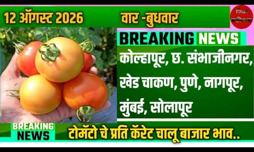 कोल्हापूर, छ. संभाजीनगर, खेड चाकण, पुणे, नागपूर, मुंबई, सोलापूर टोमॅटो बाजार भाव