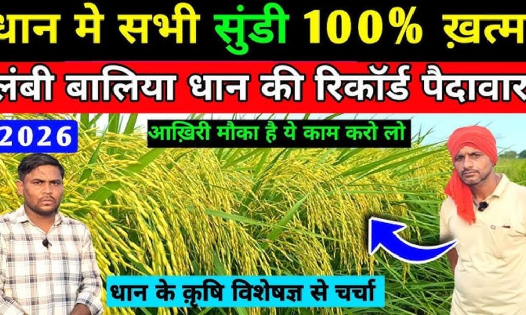धान मे सुंडी मारने की दवा / dhan me patta lapet ki dawa / dhan me tana chedak ki dawa