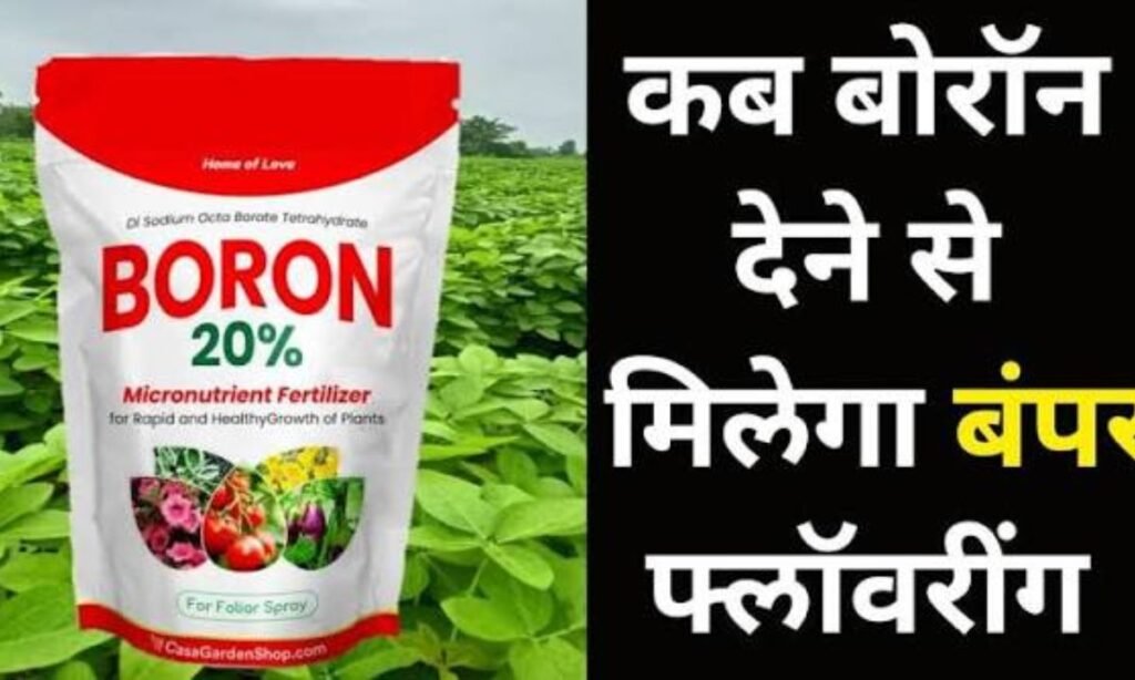 कब बोरॅान देने से मिलेगा बंपर फ्लॅावरींग