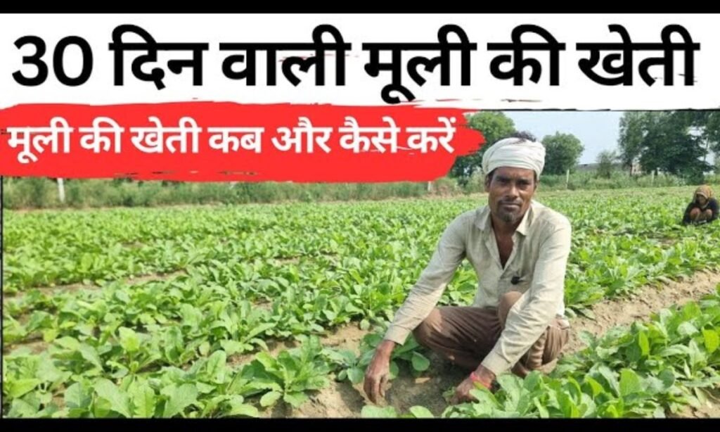 30 दिन वाली मूली,खेत से सीधे मंडी तक। मूली की खेती कब और कैसे करें। बरसाती मूली की खेती