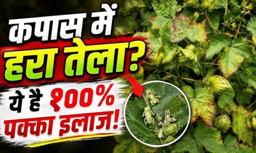 Why Do Cotton Leaves Turn Red? The Real Cause: Thrips or Jassids? | Cotton Red Leaf